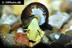 tylomelania species yellow poso rabbit snail tylomelania species yellow poso rabbit snail