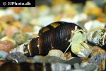 tylomelania species yellow poso rabbit snail tylomelania species yellow poso rabbit snail