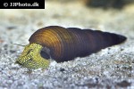 tylomelania species yellow poso rabbit snail tylomelania species yellow poso rabbit snail