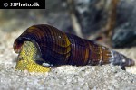 tylomelania species yellow poso rabbit snail tylomelania species yellow poso rabbit snail