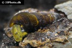 tylomelania species yellow poso rabbit snail tylomelania species yellow poso rabbit snail
