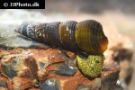tylomelania species yellow poso rabbit snail tylomelania species yellow poso rabbit snail