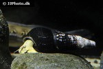 tylomelania species yellow poso rabbit snail tylomelania species yellow poso rabbit snail