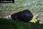 tylomelania species yellow poso rabbit snail tylomelania species yellow poso rabbit snail