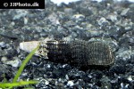 tylomelania towutensis golden spotted rabbit snail tylomelania towutensis golden spotted rabbit snail