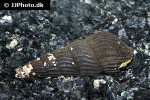 tylomelania towutensis golden spotted rabbit snail tylomelania towutensis golden spotted rabbit snail
