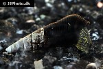 tylomelania towutensis golden spotted rabbit snail tylomelania towutensis golden spotted rabbit snail