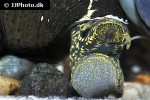 tylomelania towutensis golden spotted rabbit snail tylomelania towutensis golden spotted rabbit snail