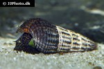tylomelania towutensis golden spotted rabbit snail tylomelania towutensis golden spotted rabbit snail