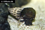 tylomelania towutensis golden spotted rabbit snail tylomelania towutensis golden spotted rabbit snail