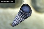 tylomelania towutensis golden spotted rabbit snail tylomelania towutensis golden spotted rabbit snail
