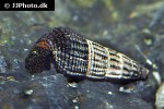 tylomelania towutensis golden spotted rabbit snail tylomelania towutensis golden spotted rabbit snail