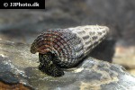 tylomelania towutensis golden spotted rabbit snail tylomelania towutensis golden spotted rabbit snail