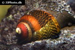 vittina waigiensis red racer nerite snail vittina waigiensis red racer nerite snail