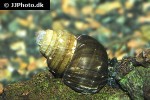viviparus species india common river snail viviparus species india common river snail