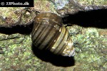 viviparus species india common river snail viviparus species india common river snail