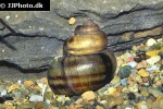 viviparus viviparus common river snail viviparus viviparus common river snail