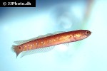 channa asiatica channa asiatica