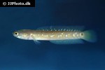 channa asiatica channa asiatica