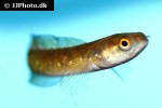 channa asiatica channa asiatica
