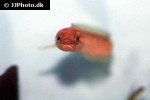 channa asiatica channa asiatica