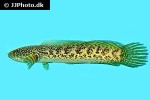 channa aurantimaculata channa aurantimaculata
