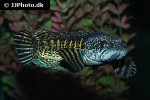 channa aurantimaculata channa aurantimaculata