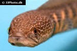 channa aurantimaculata channa aurantimaculata