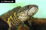channa aurantimaculata channa aurantimaculata