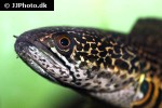 channa aurantimaculata channa aurantimaculata