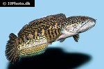 channa aurantimaculata channa aurantimaculata