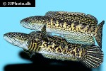 channa aurantimaculata channa aurantimaculata