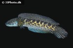 channa aurantimaculata channa aurantimaculata