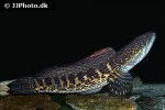 channa aurantimaculata channa aurantimaculata