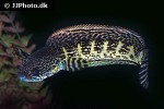channa aurantimaculata channa aurantimaculata