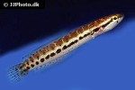 channa bankanensis channa bankanensis