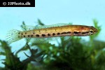 channa bankanensis channa bankanensis