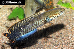 Snakeheads