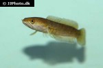 channa harcourtbutleri channa harcourtbutleri