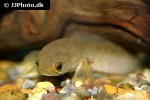 channa harcourtbutleri channa harcourtbutleri