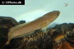 channa harcourtbutleri channa harcourtbutleri