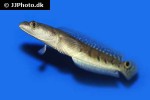 channa marulioides channa marulioides