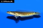 channa marulioides channa marulioides