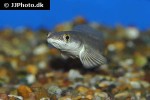 channa marulioides channa marulioides