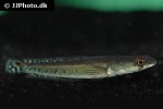channa marulioides channa marulioides