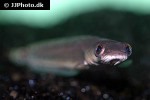 channa marulioides channa marulioides