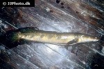 channa marulius channa marulius