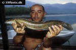 channa marulius channa marulius