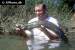 channa marulius channa marulius