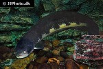channa marulius channa marulius